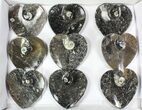 Lot:  Goniatite Fossil Heart Dishes - Pieces #77757-3